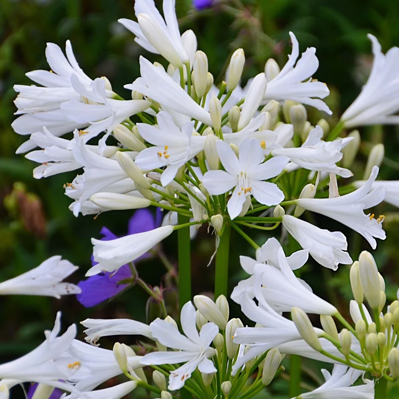 Agapanthe PITCHOUNE® White