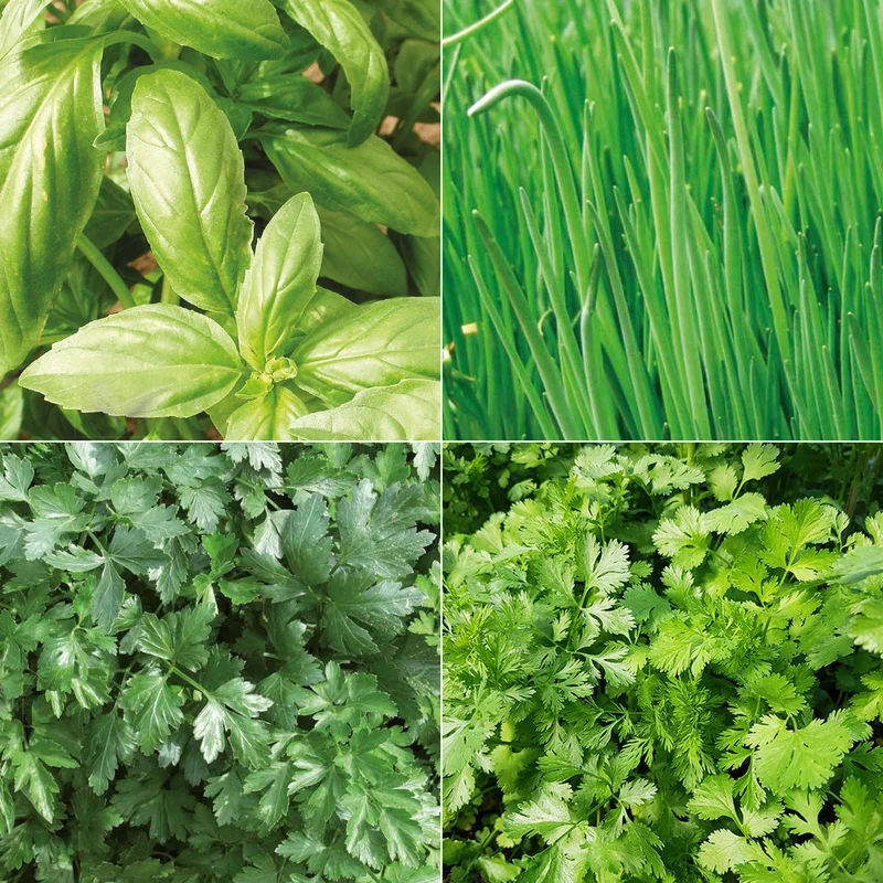 Collection d'aromatiques Bio