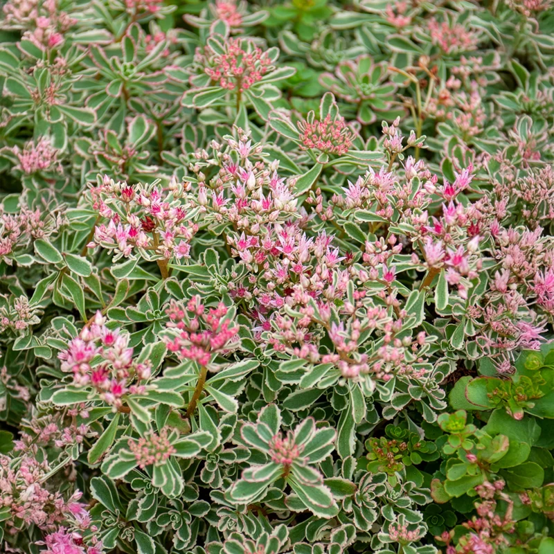 Sedum spurium panaché