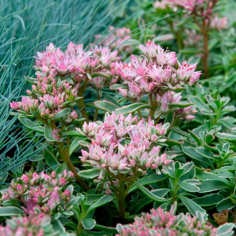 Sedum spurium panaché