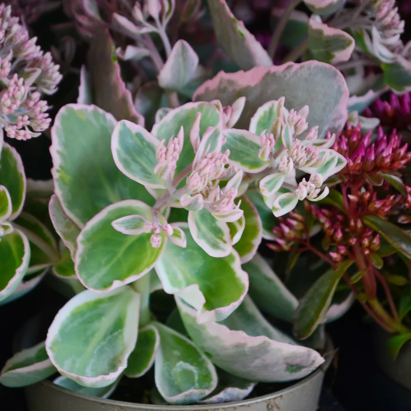 Sedum spurium panaché