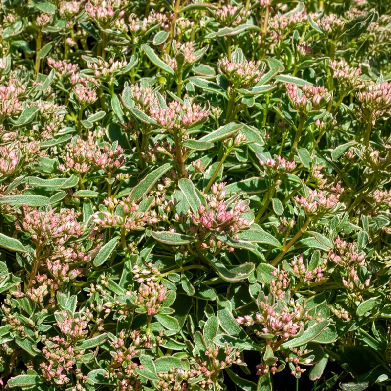 Sedum spurium panaché