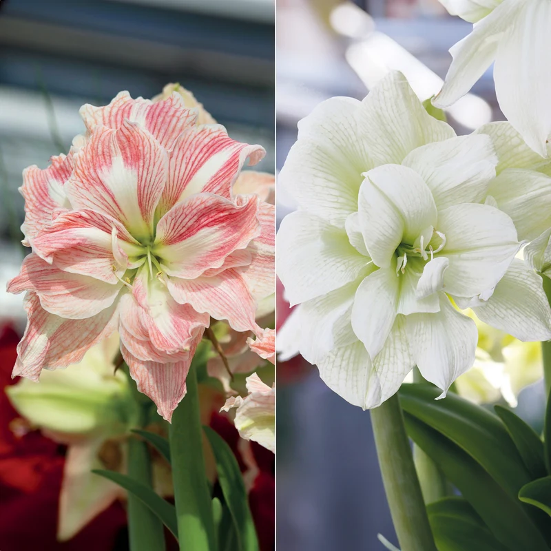 Collection de 2 Amaryllis rose et blanche