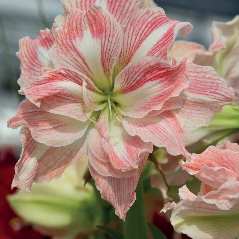 Collection de 2 Amaryllis rose et blanche