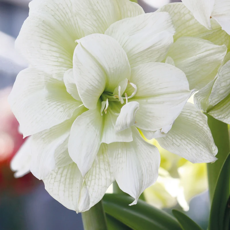 Collection de 2 Amaryllis rose et blanche