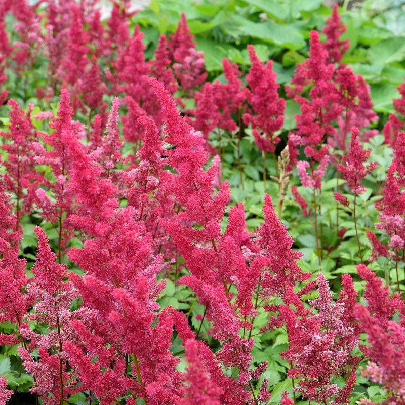 Astilbe d'Arends Fanal