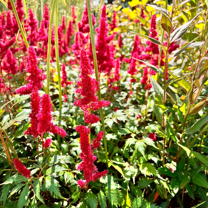 Astilbe d'Arends Fanal