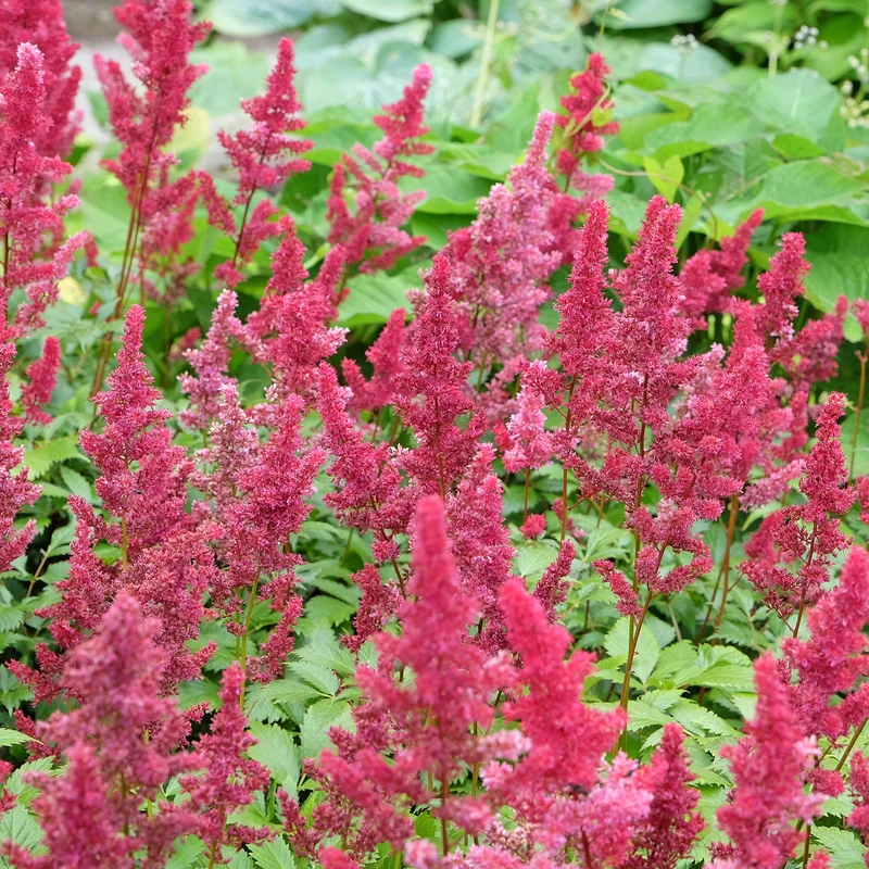 Astilbe d'Arends Fanal
