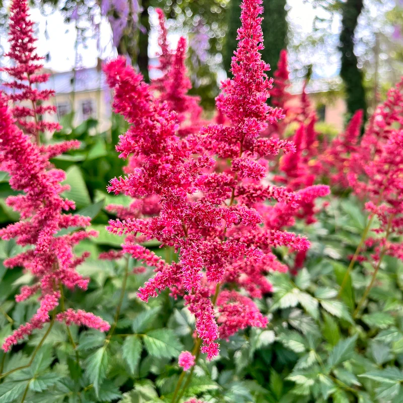 Astilbe d'Arends Fanal