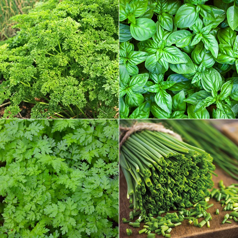 Collection de fines herbes : Persil, Basilic, Cerfeuil, Ciboulette