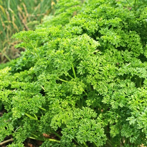 Collection de fines herbes : Persil, Basilic, Cerfeuil, Ciboulette