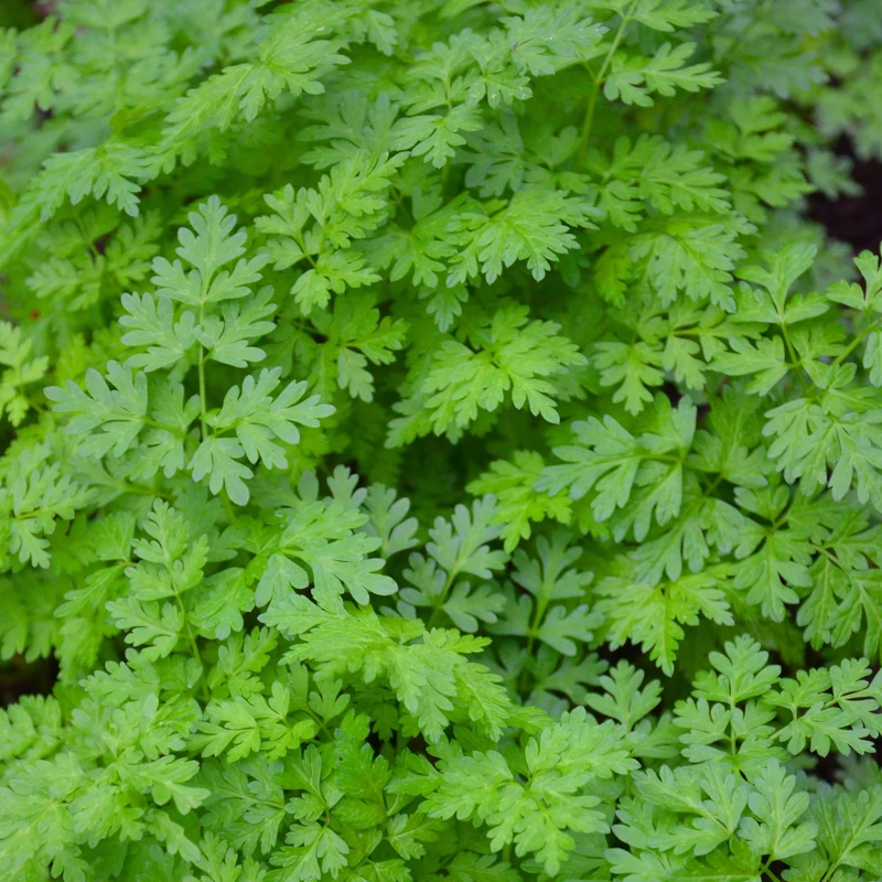 Collection de fines herbes : Persil, Basilic, Cerfeuil, Ciboulette