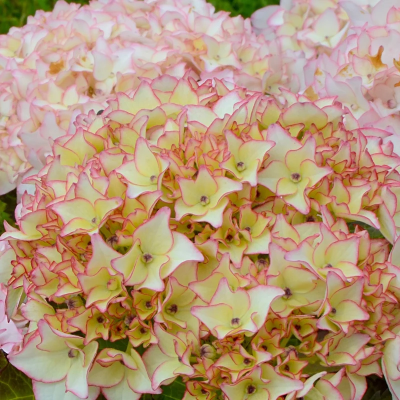 Hortensia Dolce ® France