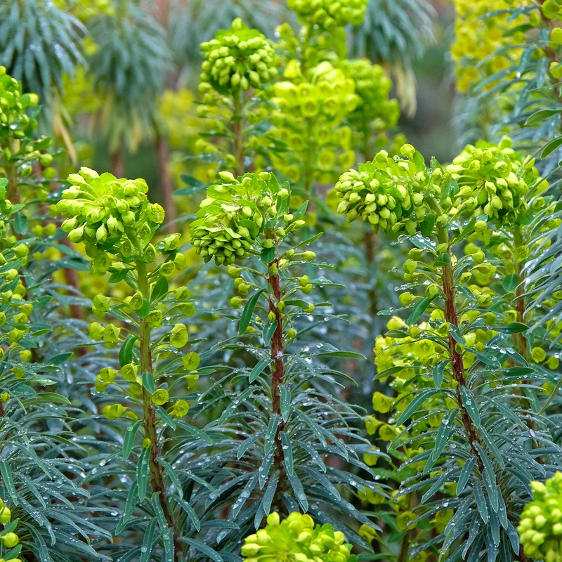 Euphorbe characias Blue Wonder