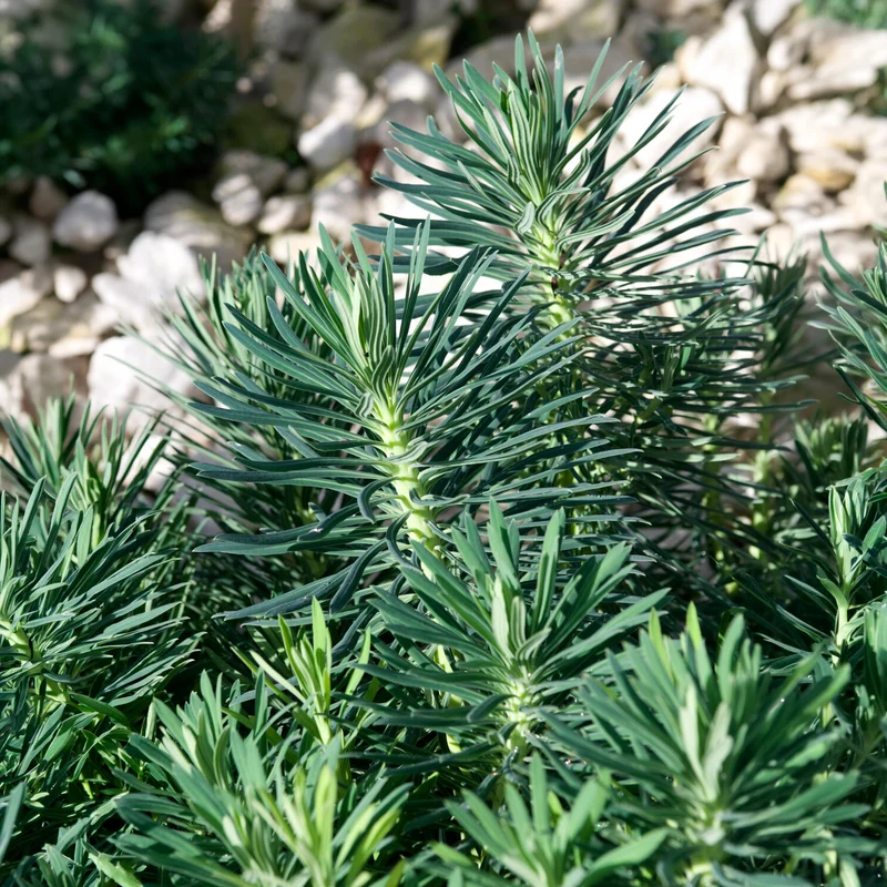 Euphorbe characias Blue Wonder