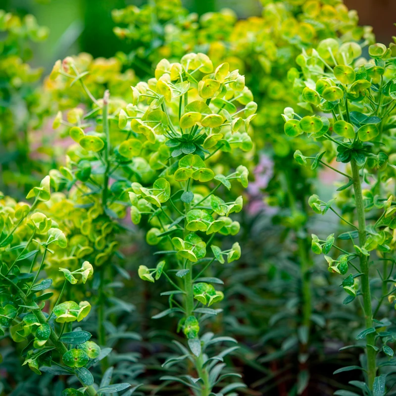 Euphorbe characias Blue Wonder