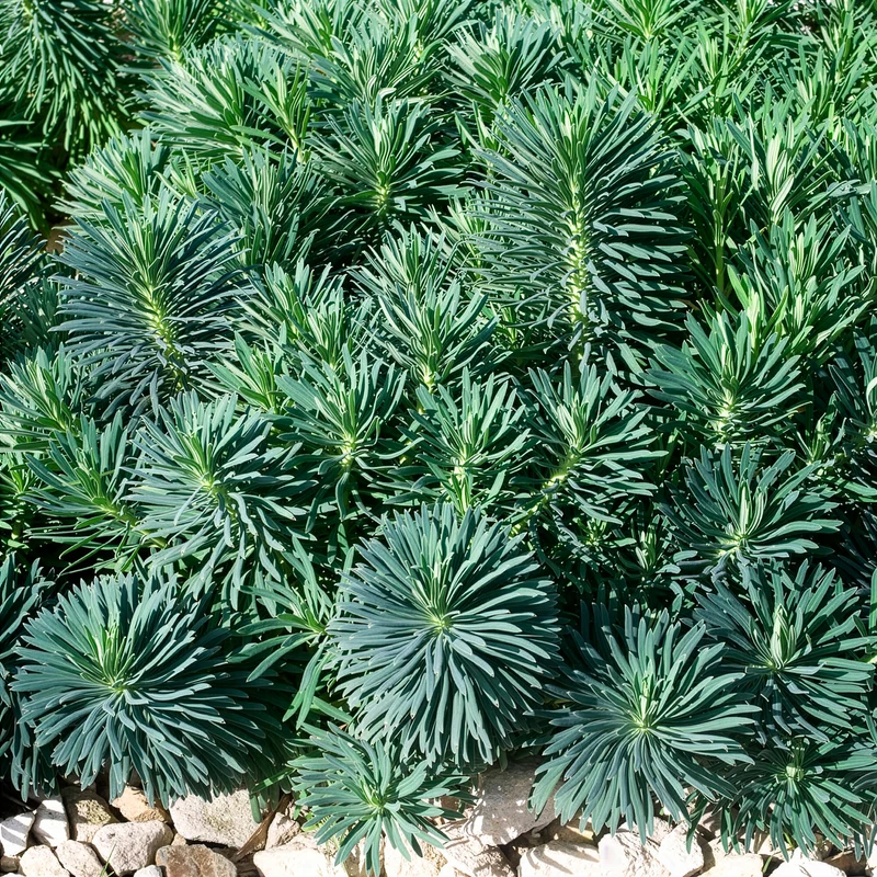 Euphorbe characias Blue Wonder