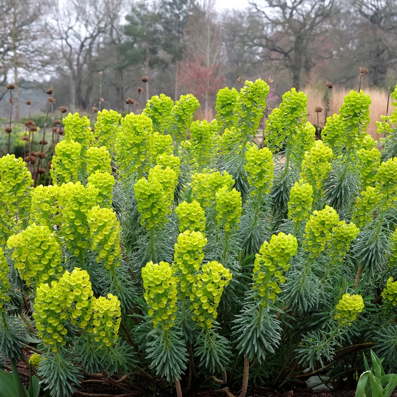 Euphorbe characias Blue Wonder