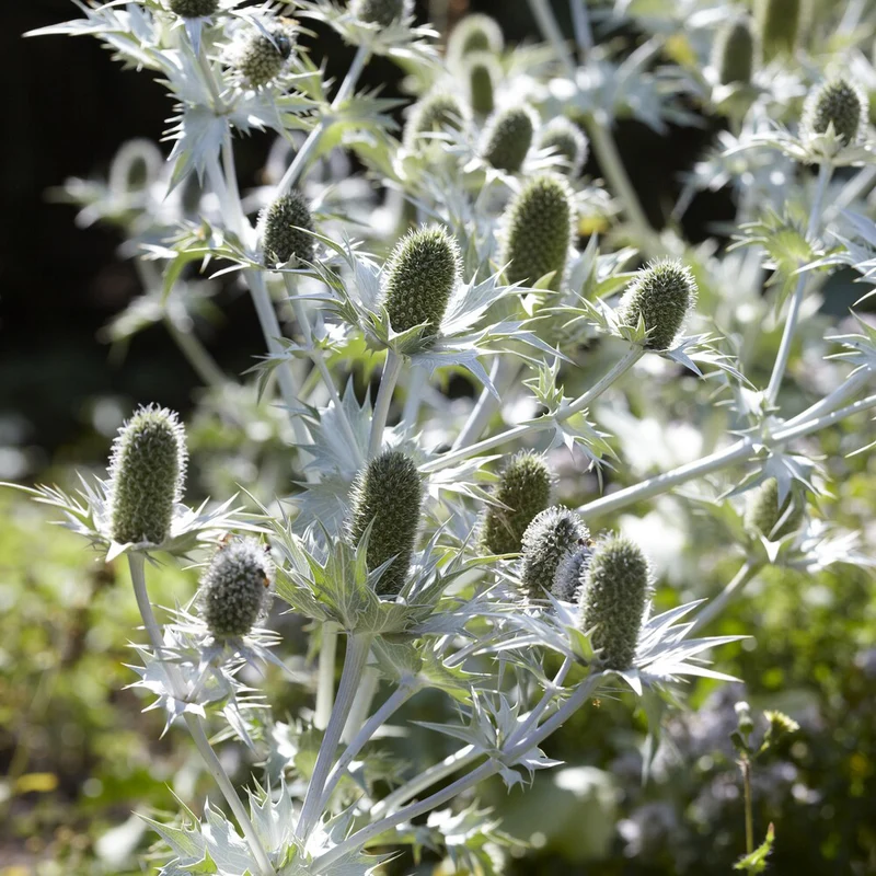 Panicaut géant