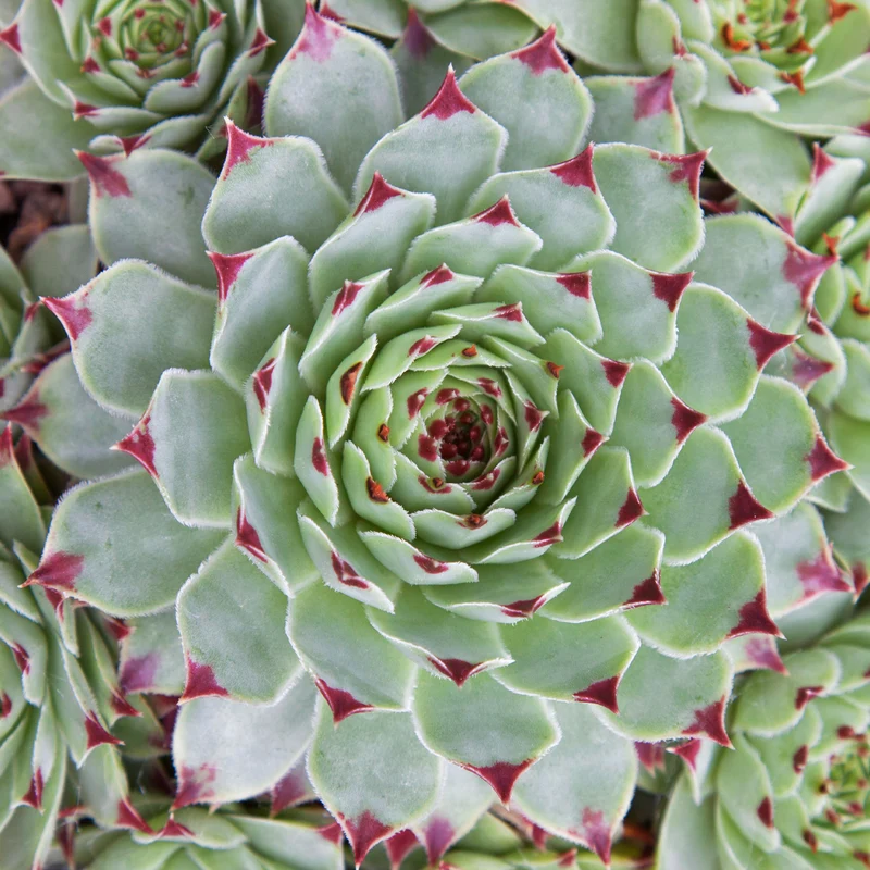 Joubarbe Chick Charms ® Mint Marvel - Sempervivum