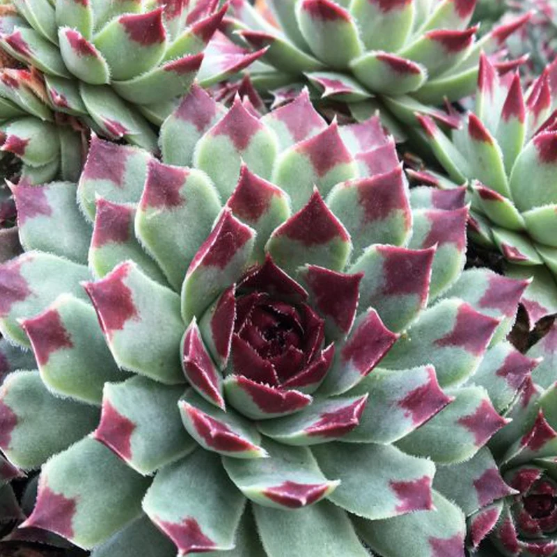 Joubarbe Chick Charms ® Mint Marvel - Sempervivum