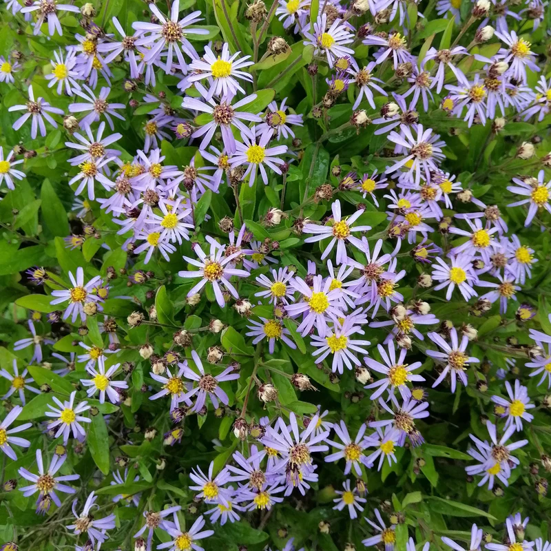 Kaliméris Nana Blue