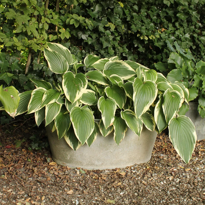Hosta So Sweet