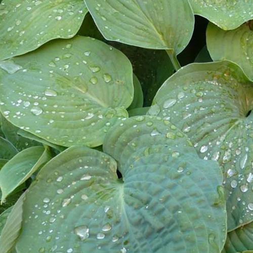 Hosta de Siebold