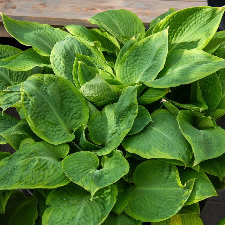 Hosta Frances Williams