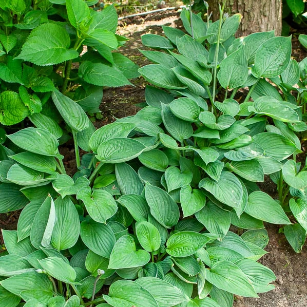 Hosta sieboldiana Elegans