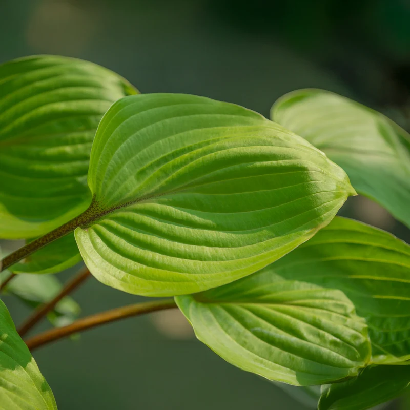 Hosta Purple Heart