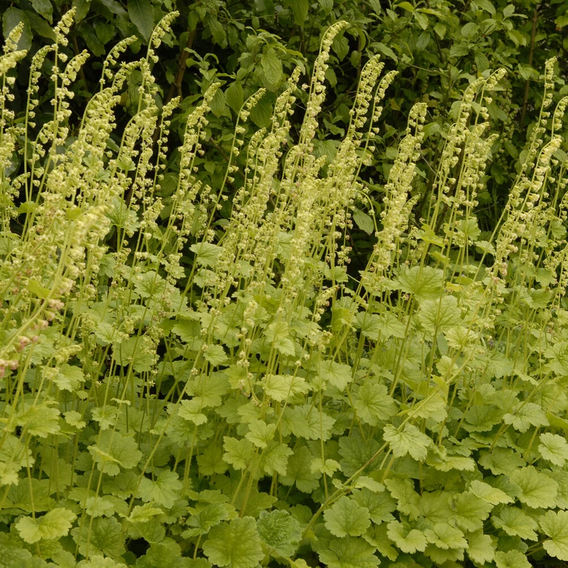 Tellime à grandes fleurs