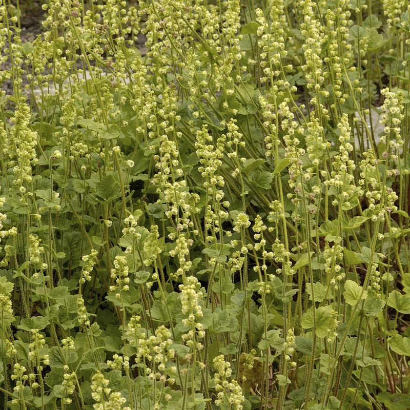 Tellime à grandes fleurs