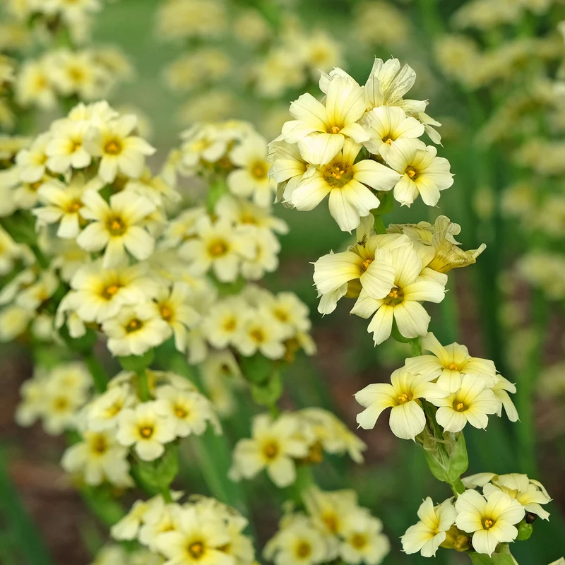 Bermudienne striée