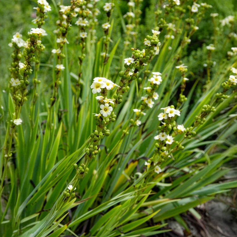 Bermudienne striée
