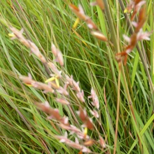 Herbe des Indiens