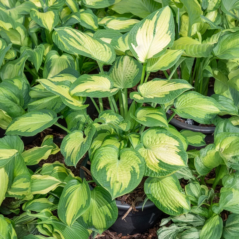 Hosta Paul's Glory