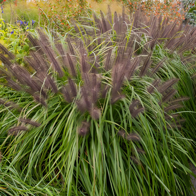 Herbe aux écouvillons Moudry - Pennisetum