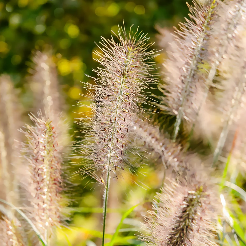Herbe aux écouvillons Moudry - Pennisetum