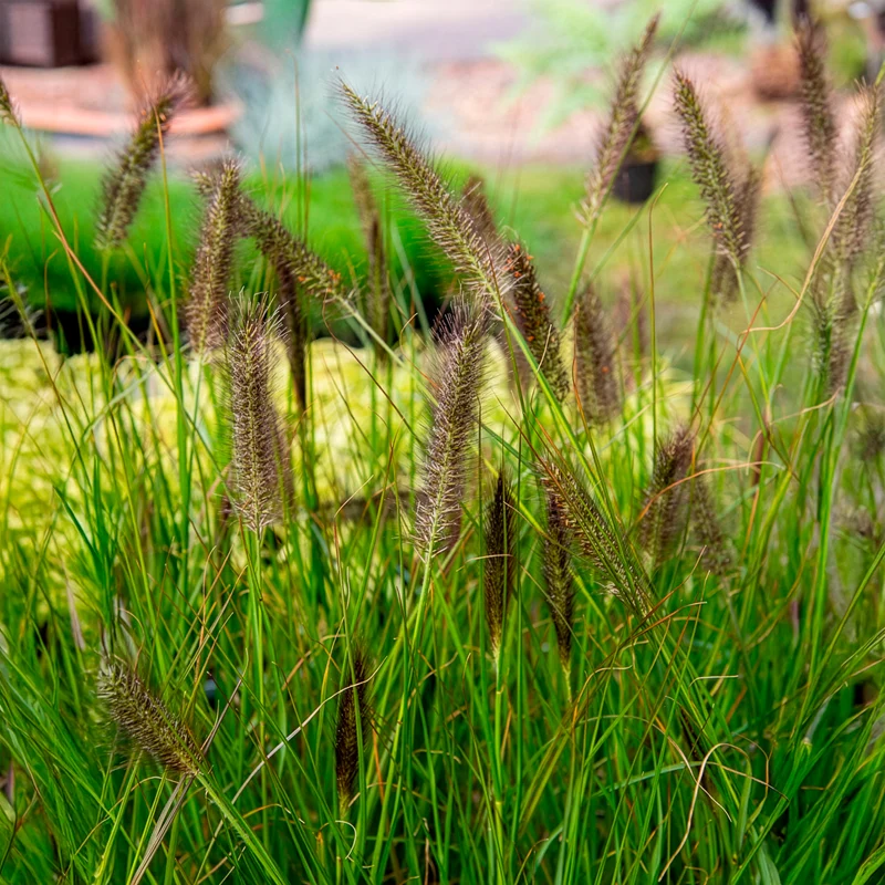 Herbe aux écouvillons Moudry - Pennisetum