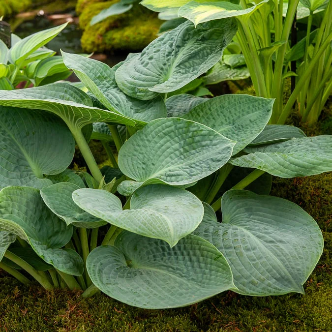 Hosta Big Daddy