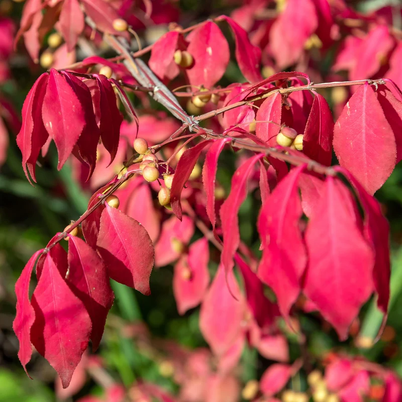 Fusain de Chine Euonymus phellomanus