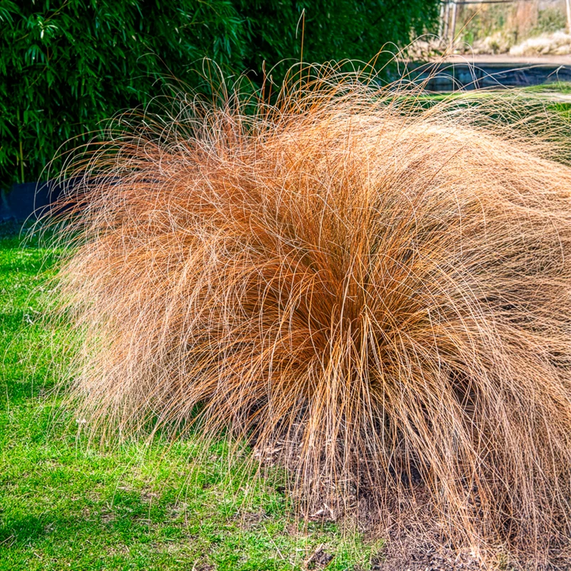 Herbe aux écouvillons Herbstzauber - Pennisetum