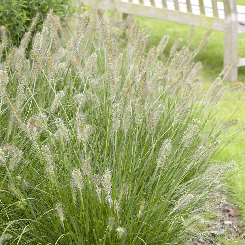 Herbe aux écouvillons Herbstzauber - Pennisetum