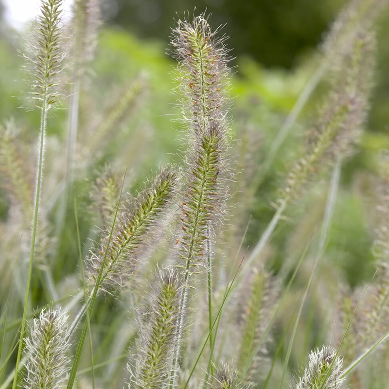 Herbe aux écouvillons Herbstzauber - Pennisetum