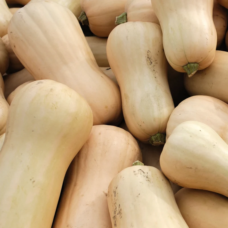 3 Plants de Courge Butternut Sibelle F1