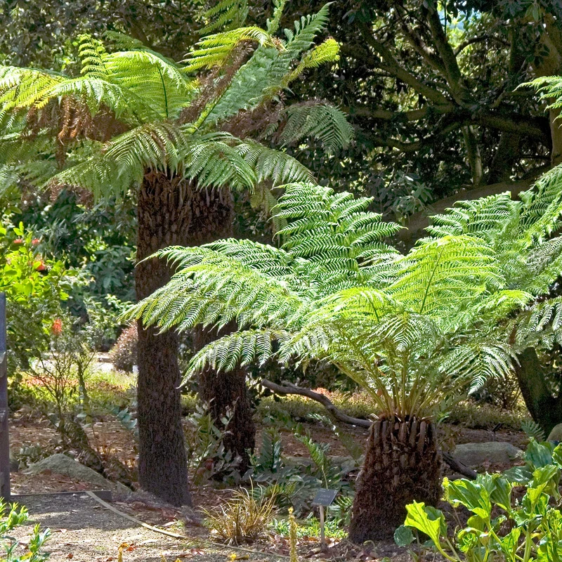 Fougère arborescente de Tasmanie