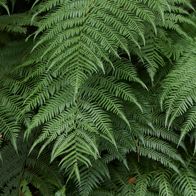 Fougère arborescente de Tasmanie