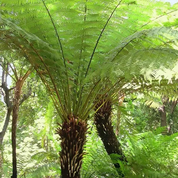 Fougère arborescente de Tasmanie