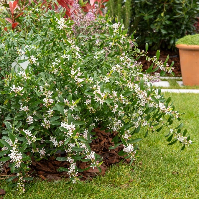 Fleur de cire à longues feuilles